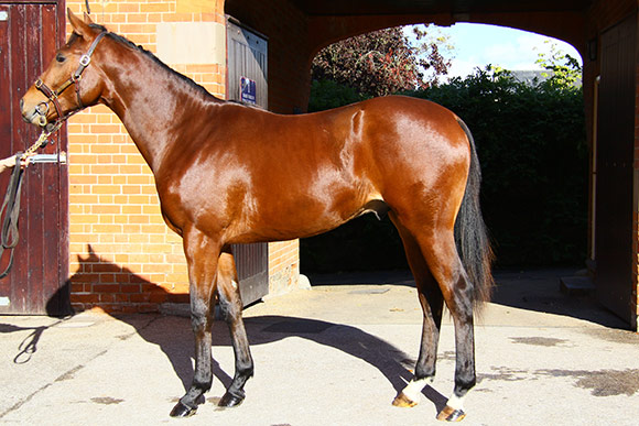 LOT 1158 Bay colt by Rail Link