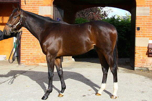 LOT 635 - Manduro Colt