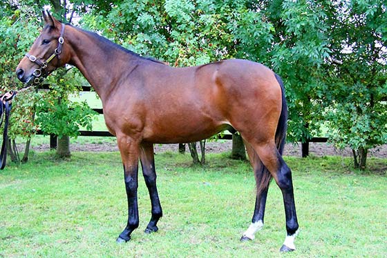 LOT 1489 Bay colt by Black Sam Bellamy