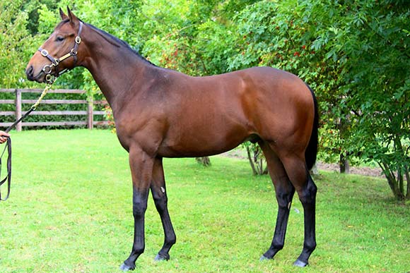 Bay colt by Bahamian Bounty LOT 1139