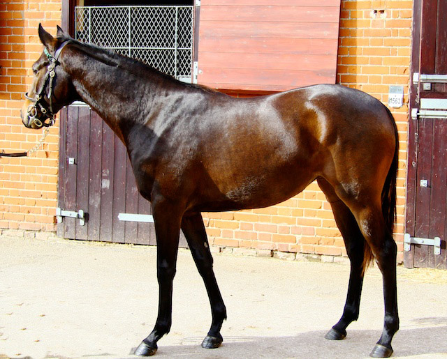 LOT1677 Tattersalls sales