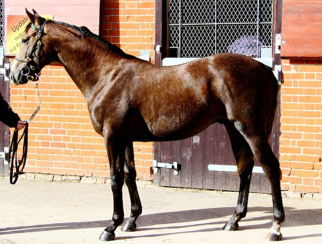 LOT 1714 Tattersalls sales