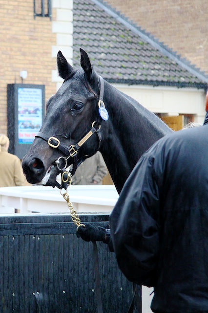 Pastoral Pursuits yearling