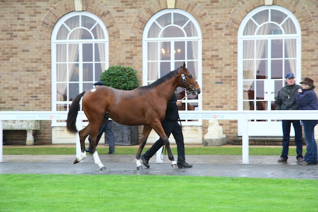 Tiger Hill Yearling at Tattersalls sales
