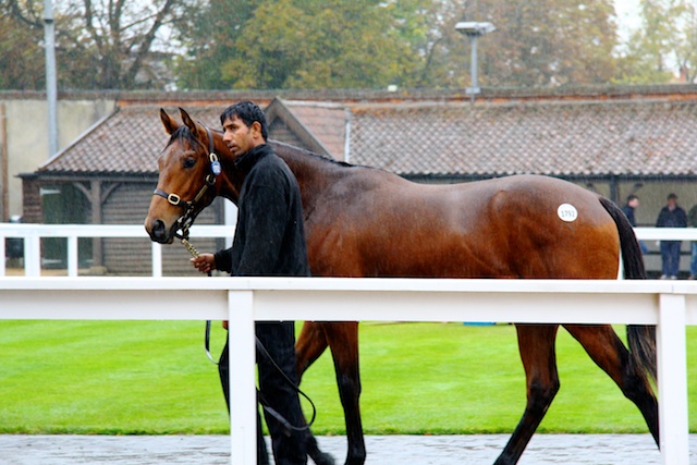 Tobougg Yearling at Tattersalls sales