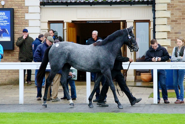 Verglas yearling