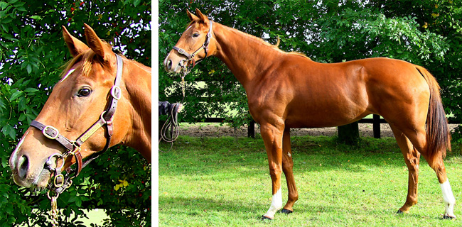 LOT 174 Tattersalls Oct 2012 Yearlings Sale