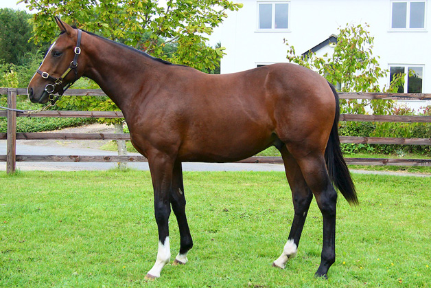 Houghton Bloodstock yearling for sale - LOT 285 Tattersalls Yearling Sale