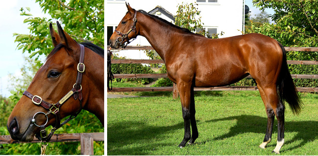 LOT 498 Tattersalls October 2012 sales