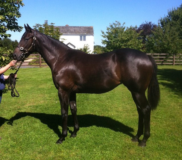 Houghton Bloodstock yearling for sale - LOT 540 Tattersalls sale
