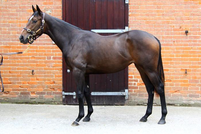 LOT 348 - Authorized x Dancing Fire