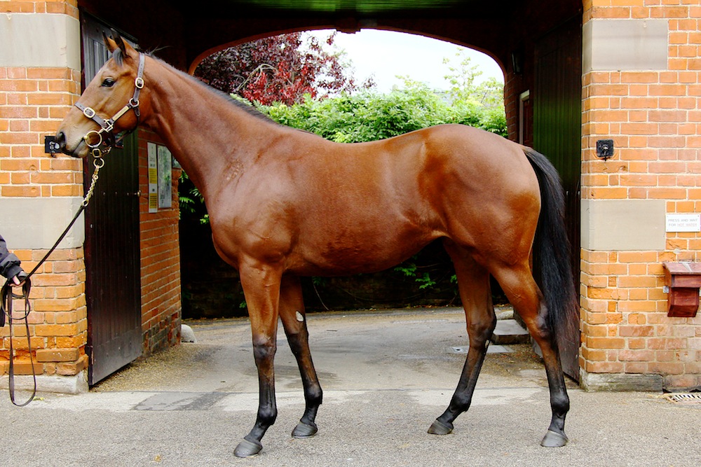 Lot 1112 Bay Filly Aqlaam x Bukhoor