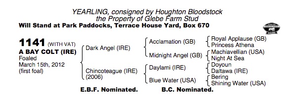 LOT 1141 - Dark Angel (IRE) / Chincoteague (IRE) B.C.
