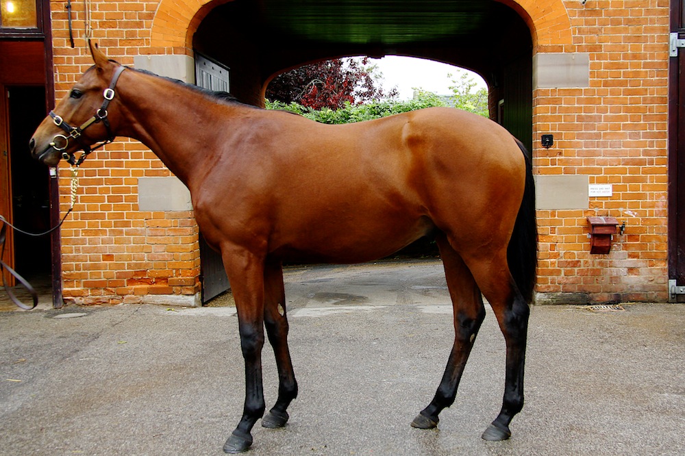 Lot 622 Bahamian Bounty x Noble Desert a bay colt