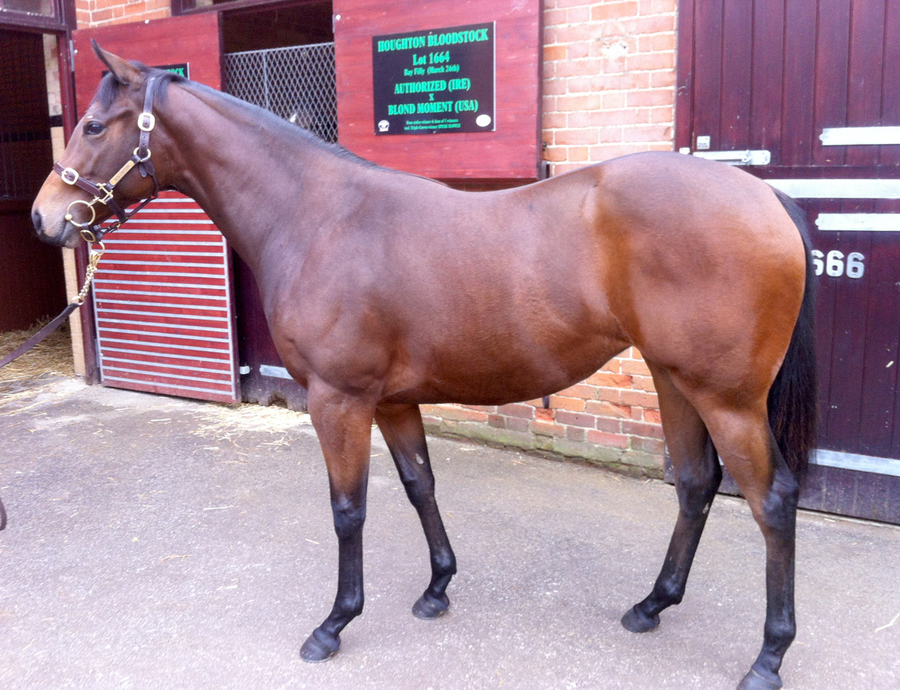 LOT 1598 Tattersalls Yearling sale 2013 - Equiano