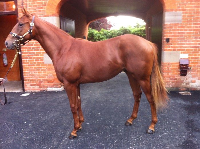 Lot 17 - Bahamian Bounty (GB) / Rosabee (IRE) Ch.C.