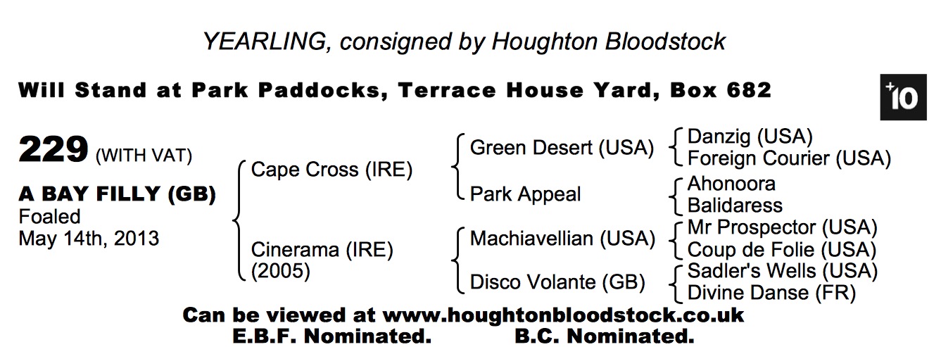 Cape Cross (IRE) / Cinerama (IRE) B.F. 