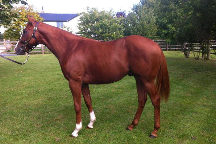 Lot 336 - Exceed And Excel (AUS) / Indian Love Bird (GB) Ch.C.