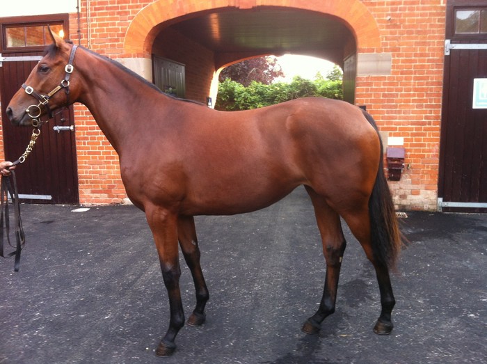 Lot 454 - Iffraaj (GB) / Pitrizza (IRE) B.F.
