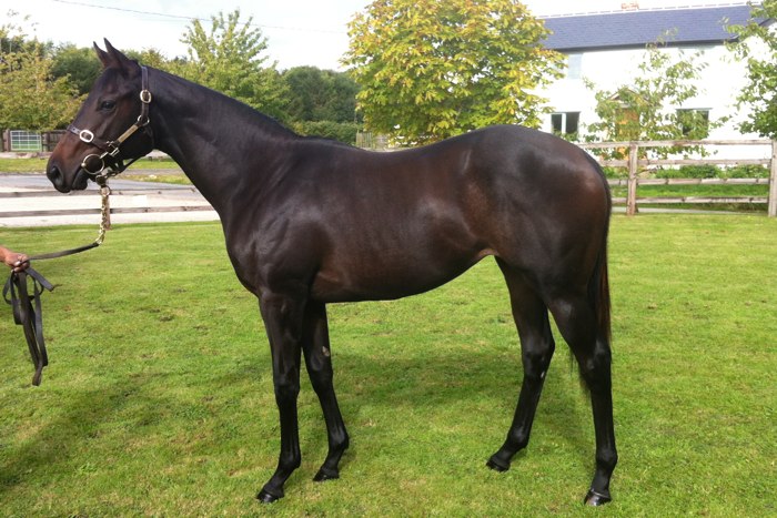 Lot 85 - Aqlaam (GB) / Tamzin (GB) B.F.