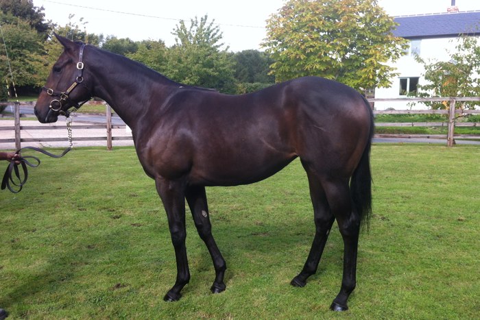 Lot 822 Bay Filly Aqlaam x Bukhoor