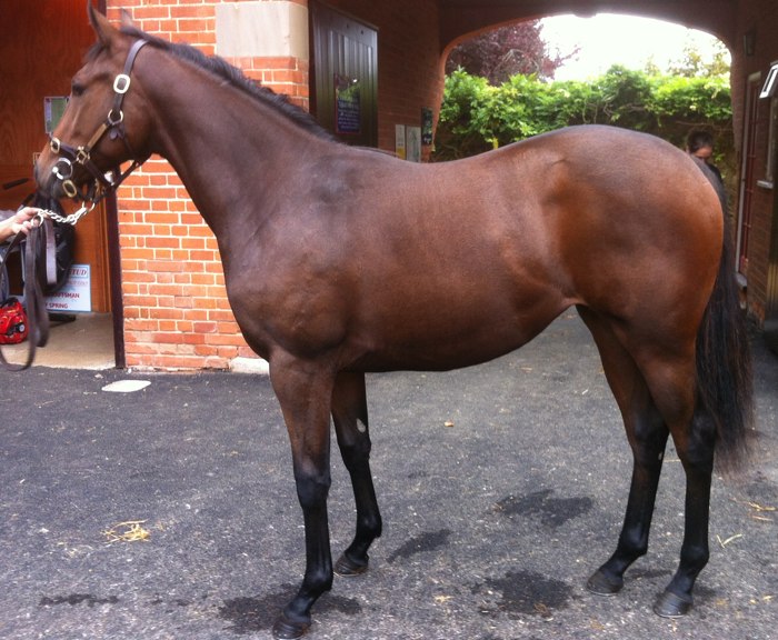 LOT 1508 - Kyllachy (GB) / Flamenco Dancer (GB) B.F.