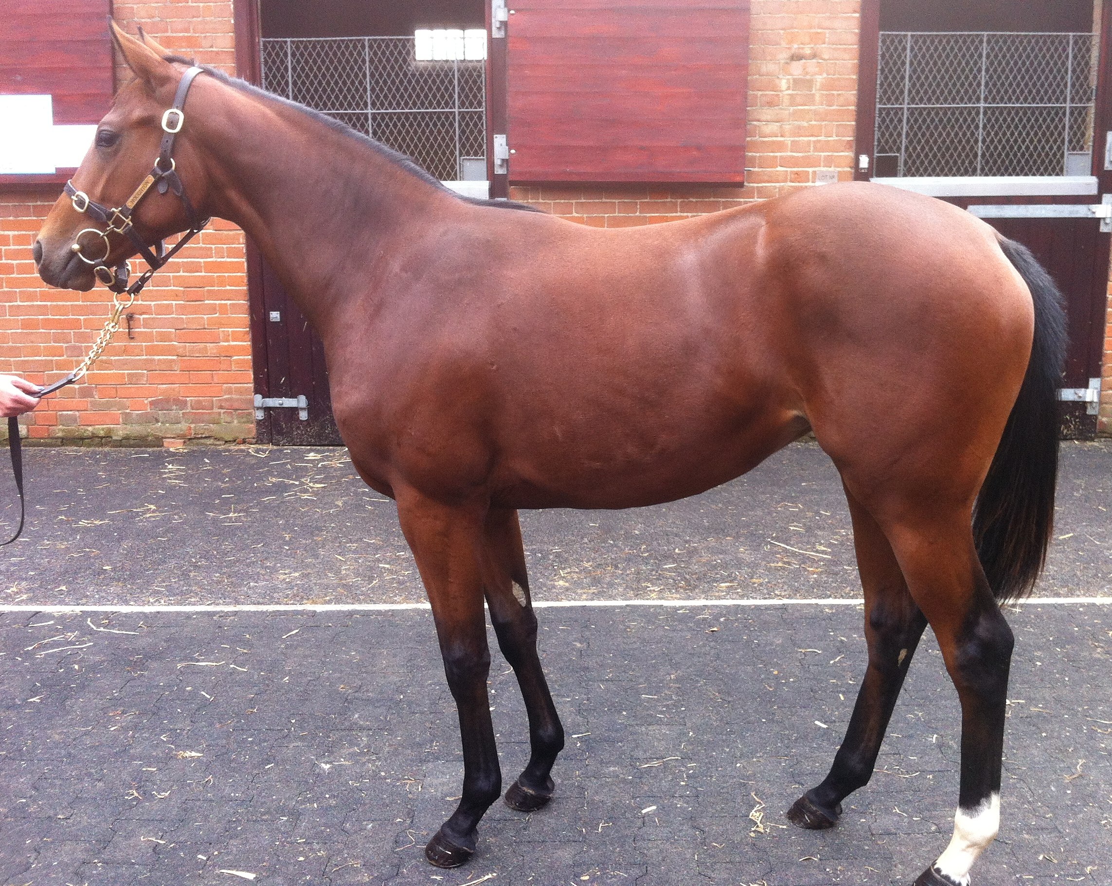 LOT 1602 - Bahamian Bounty (GB) / Naayla (IRE) B.F.