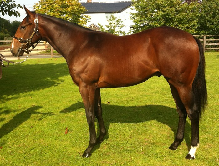 LOT 1729 - Paco Boy (IRE) / Anosti (GB) B.C.