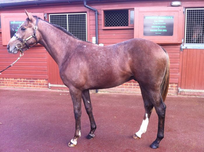 LOT 1902 - Sakhee's Secret (GB) / Tiger's Gene (GER) Ch.C.