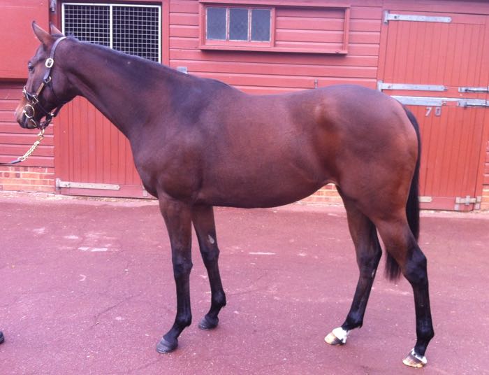 LOT 1904 - Bertolini (USA) / Welcome Star (IRE) B.F.