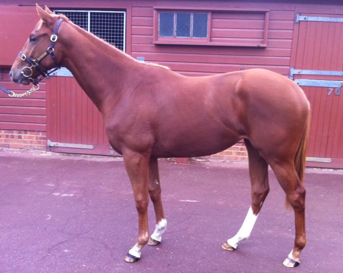 LOT 1907 - Sakhee's Secret (GB) / Akathea (GB) Ch.F.