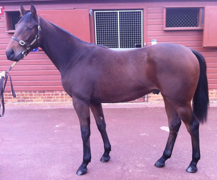 LOT 1913 - Kheleyf (USA) / Burza (GB) B.G.