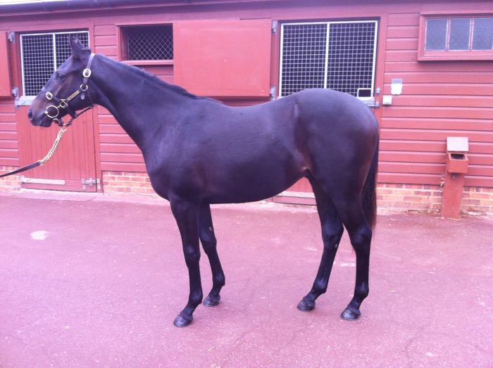 LOT 1948 - Moonflash (IRE) B.C. by Lord Shanakill (USA) x Moonchild (GER)