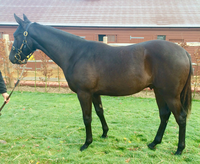 Lot 17 - Poet's Voice (GB) / Miss Dixie (GB) Bl.C