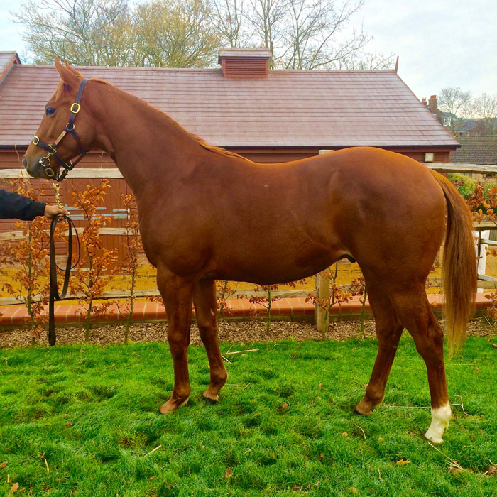 Lot 144 - Born To Sea (IRE) / Dame Alicia (IRE) B.C.