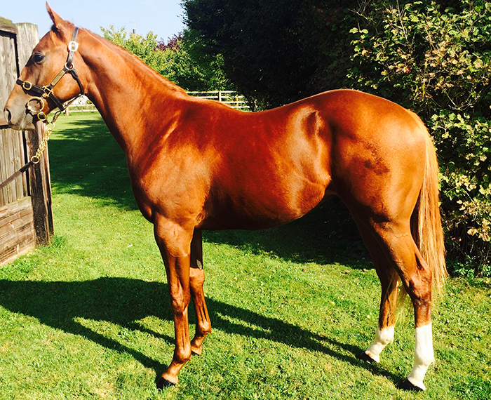 Lot 110 - Poet's Voice (GB) / Caribbean Pearl (USA) Ch.C