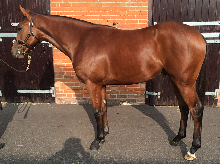 Lot 144 - Born To Sea (IRE) / Dame Alicia (IRE) B.C. 