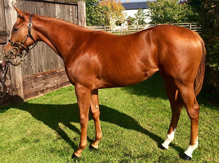 Lot 384 - Raven's Pass (USA) / Pivotal Lady (GB) Ch.F. 