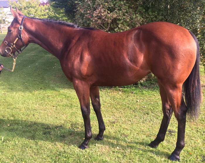Lot 398 - Poet's Voice (GB) / Quest For Freedom (GB) B.F.