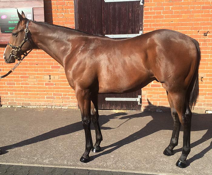 LOT 1245 - Delegator (GB) / Rosabee (IRE) B.C.