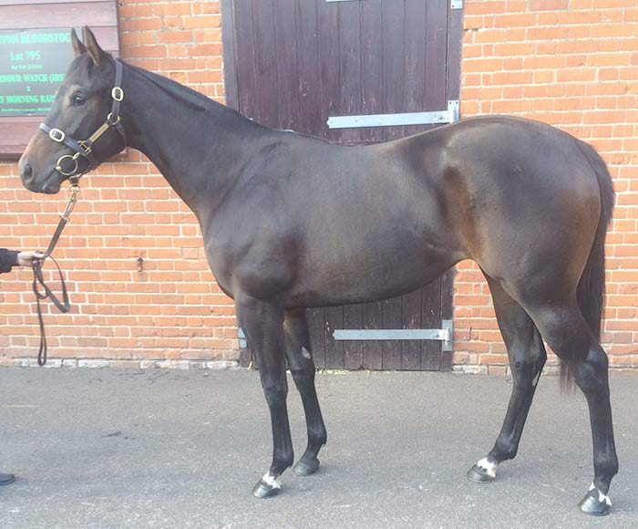 LOT 562 - Kyllachy (GB) / Al Joudha (FR) B.F.