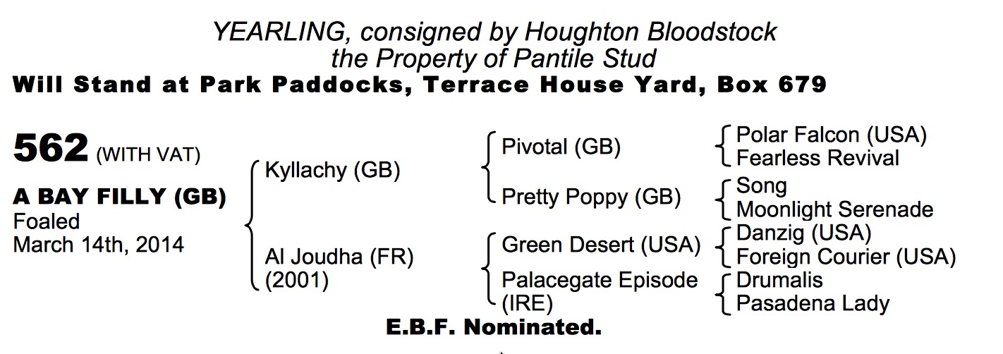 LOT 562 - Kyllachy (GB) / Al Joudha (FR) B.F.