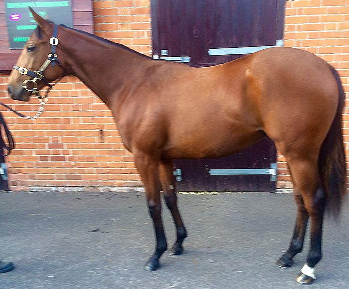 LOT 584 - Paco Boy (IRE) / Amanda Carter (GB) B.C.

