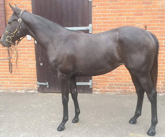 LOT 628 - Dark Angel (IRE) / Ballyalla (GB) Gr.F.
