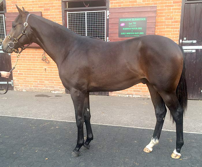 LOT 795 - Harbour Watch (IRE) / Early Morning Rain (IRE) B.C.

