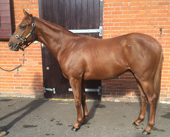 LOT 1367 - Royal Applause (GB) / The Fugative (GB) B.C.