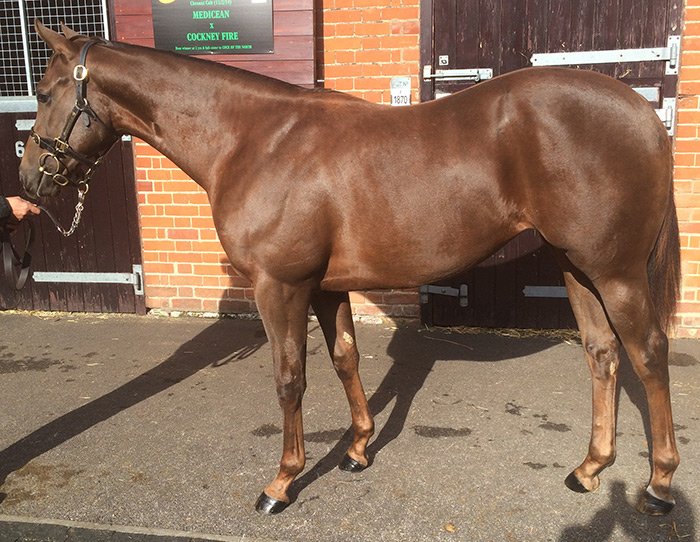 LOT 1426 - Kheleyf (USA) / Baddi Heights (FR) Ch.F.