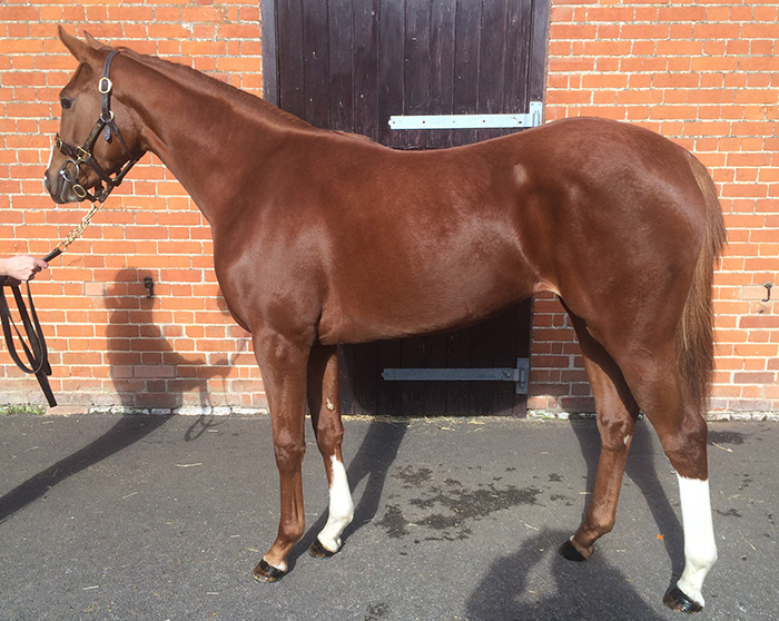 LOT 1434 - Showcasing (GB) / Blond Moment (USA) Ch.C.