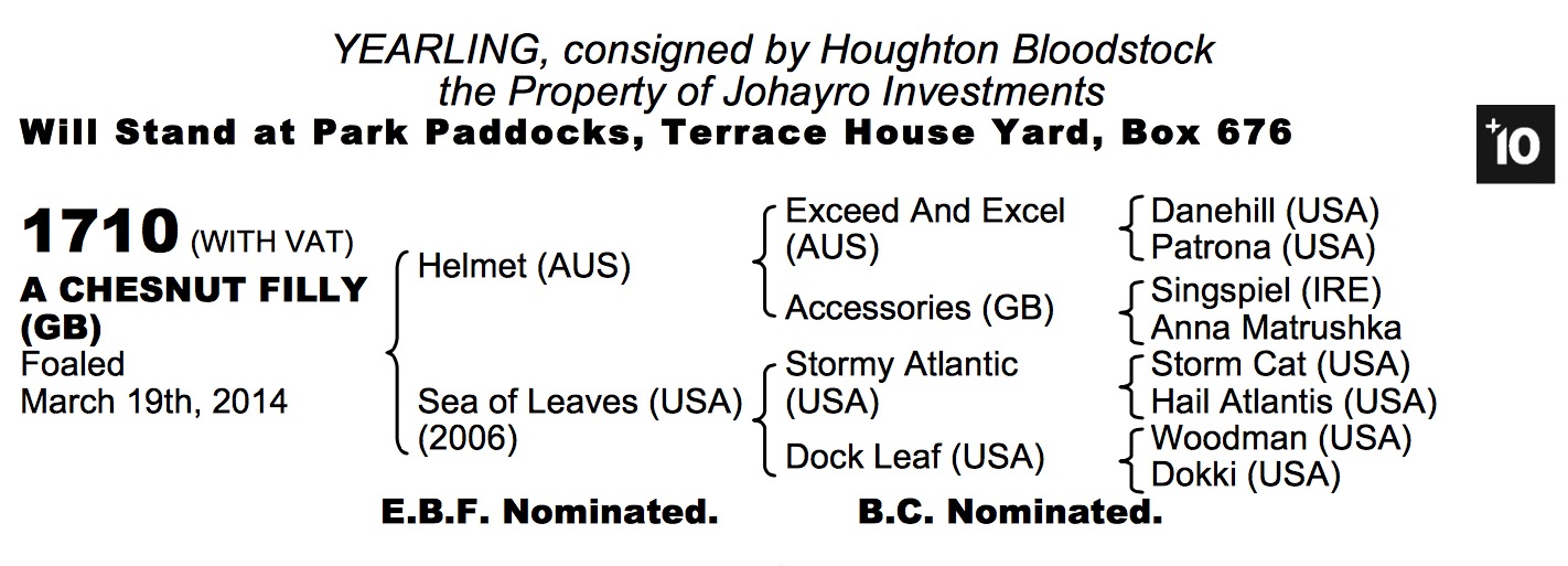 LOT 1434 - Showcasing (GB) / Blond Moment (USA) Ch.C.