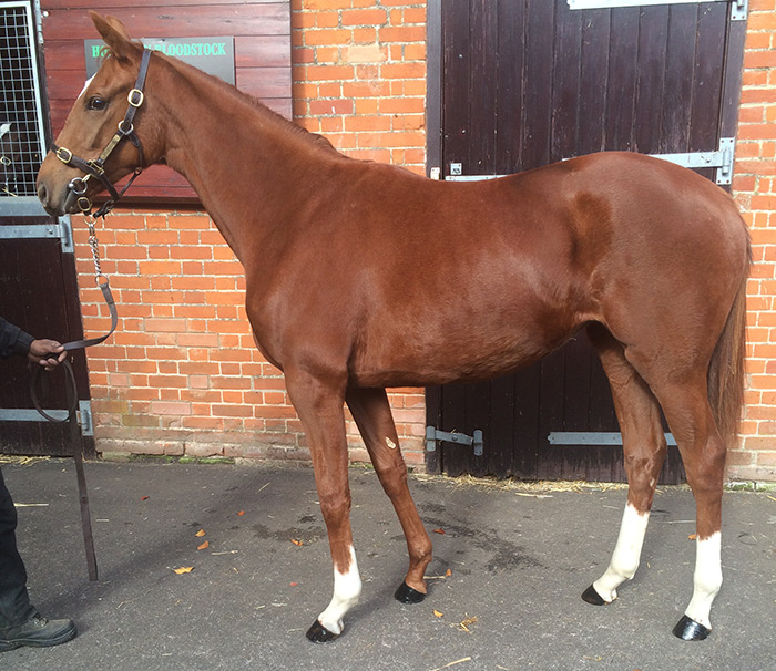 LOT 1817 - Aqlaam (GB) / Baddi Heights (FR) Ch.F.